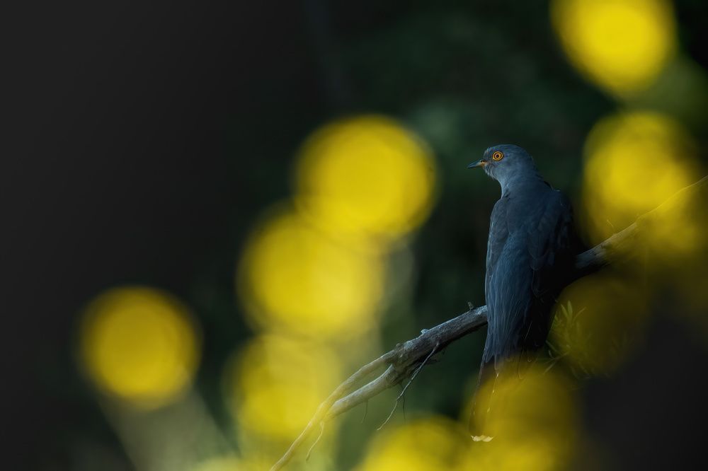 Photograph by ptu6ki