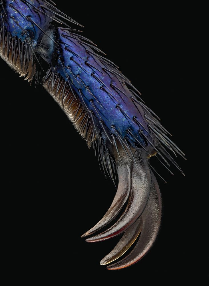 Violet Oleica leg (Meloe violaceus)