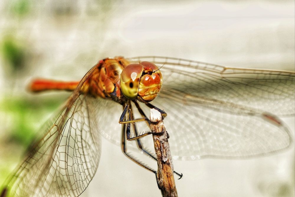 Photograph by Алла