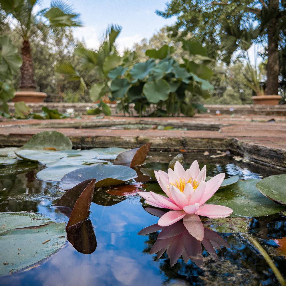 Water lily pond