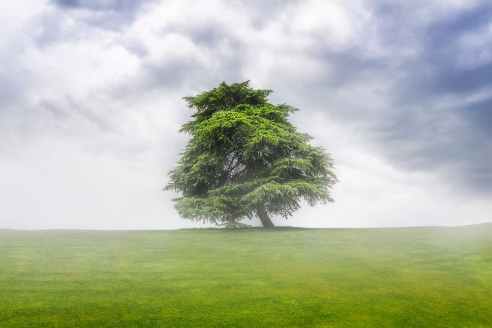 Photograph by Yashar Askari