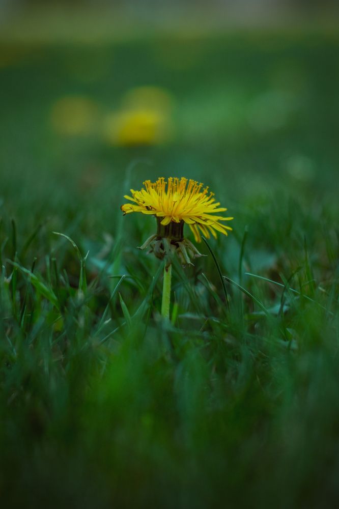 Фотография автора Mehran Nafisi