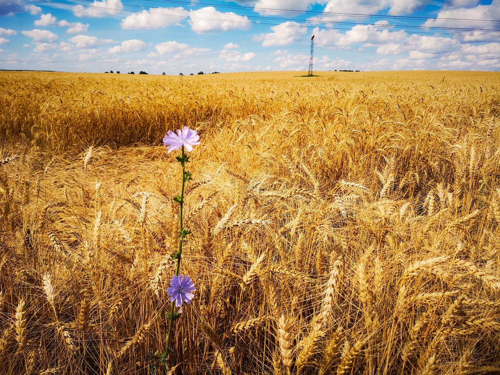 Photograph by Аля Кнастер