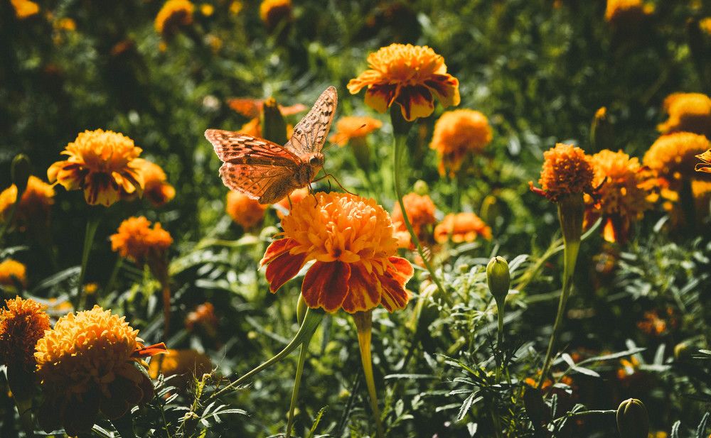 Photograph by Елена