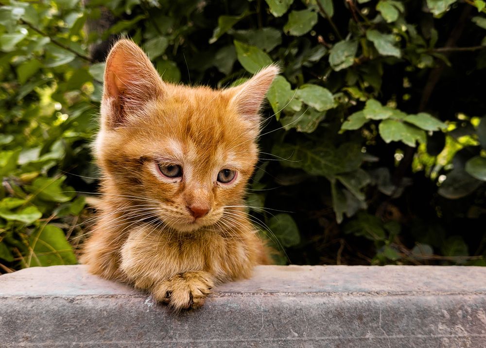 Фотография автора Mohammad Mohseni