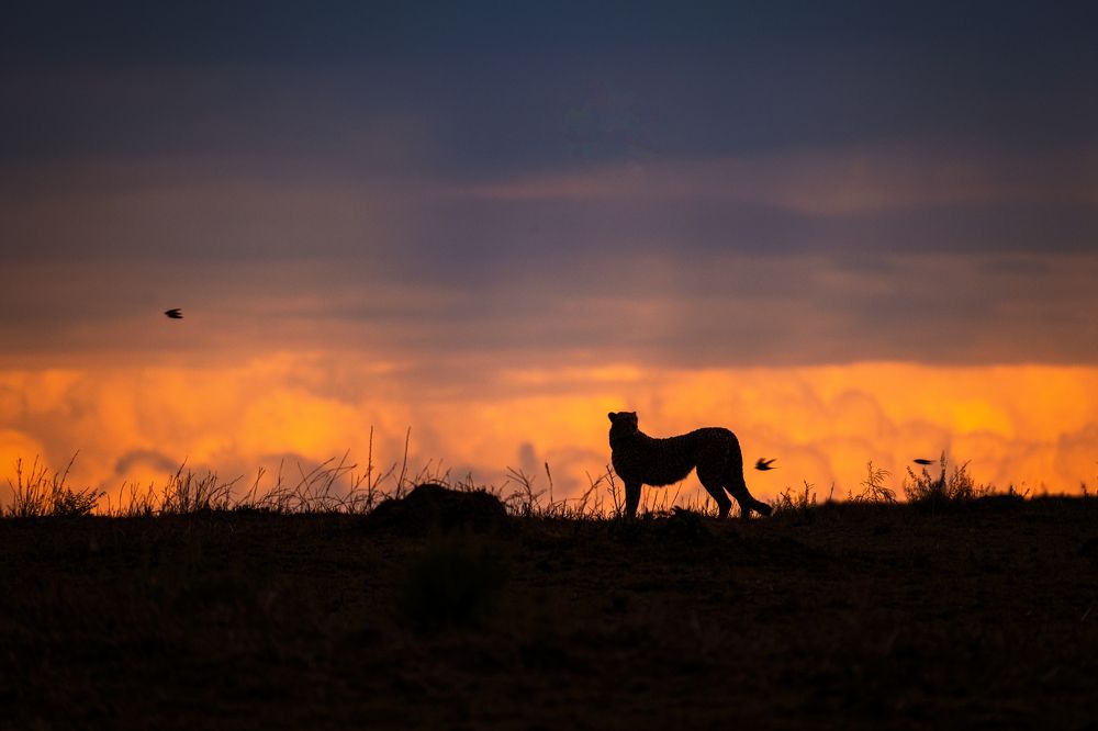 Cheetah at dusk