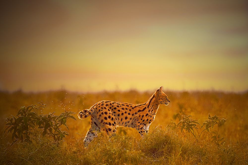 Flies Disturbed By Wagging Tail Of Serval Cat