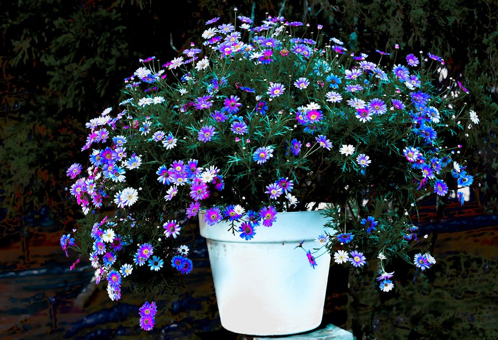 Photograph by PHƯƠNG NGUYỄN THÀNH