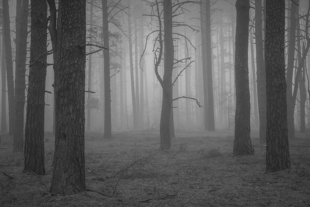 In a foggy forest