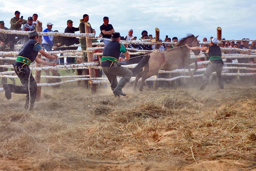 Укрощение коня ( серия)