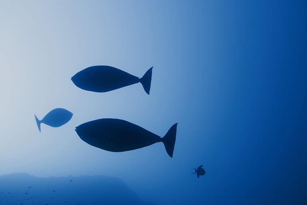 Photograph by Quyen Pham