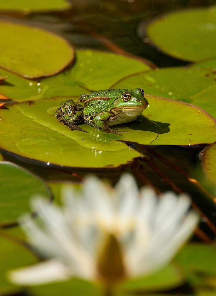 Photograph by Alexey Bogdanov
