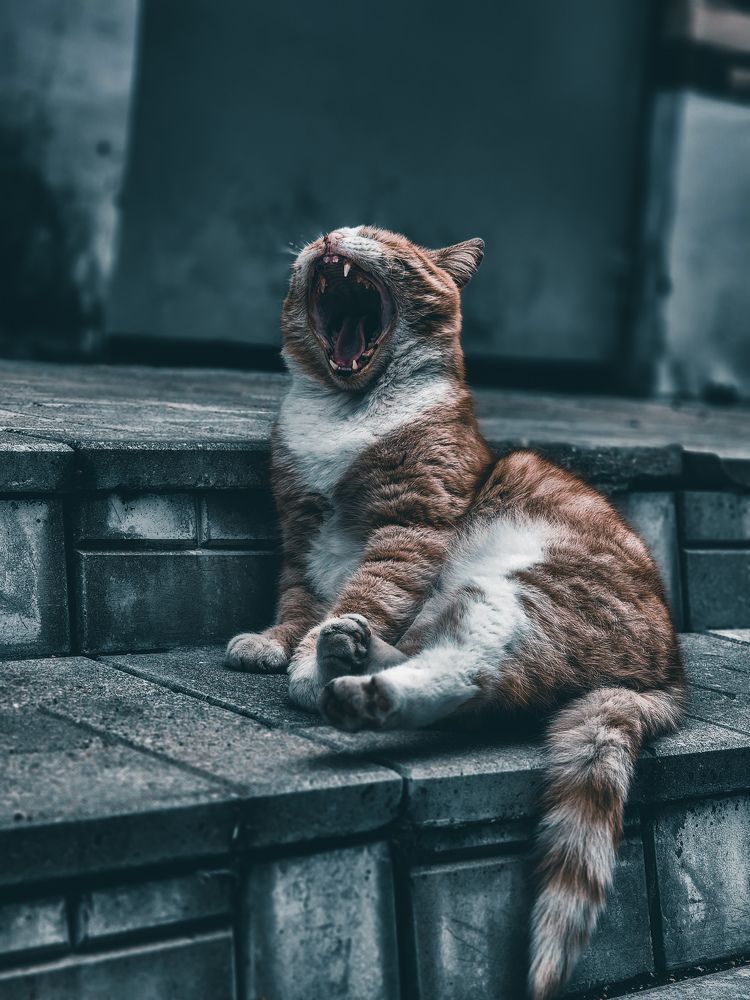 уличный кот