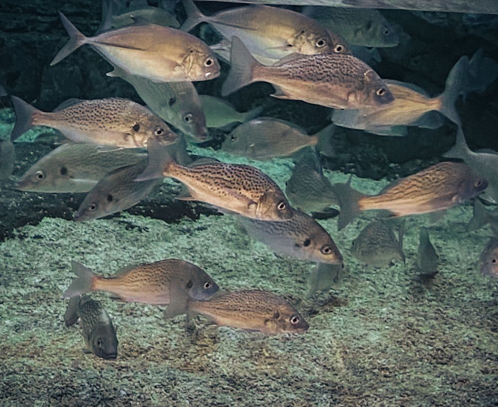Fish at the bottom of the sea
