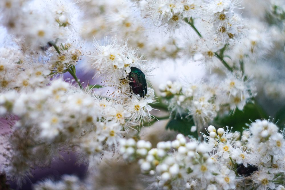 Photograph by Надежда