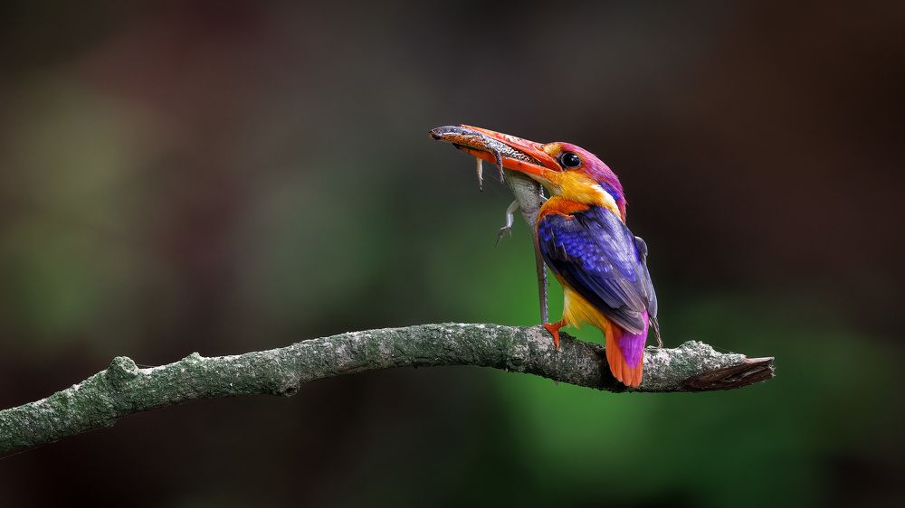 Photograph by Hari K Patibanda