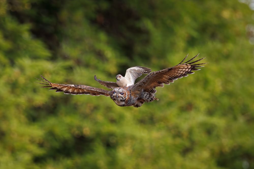 A Shikra (Goshawk) mobbing a Mottled Wood Owl