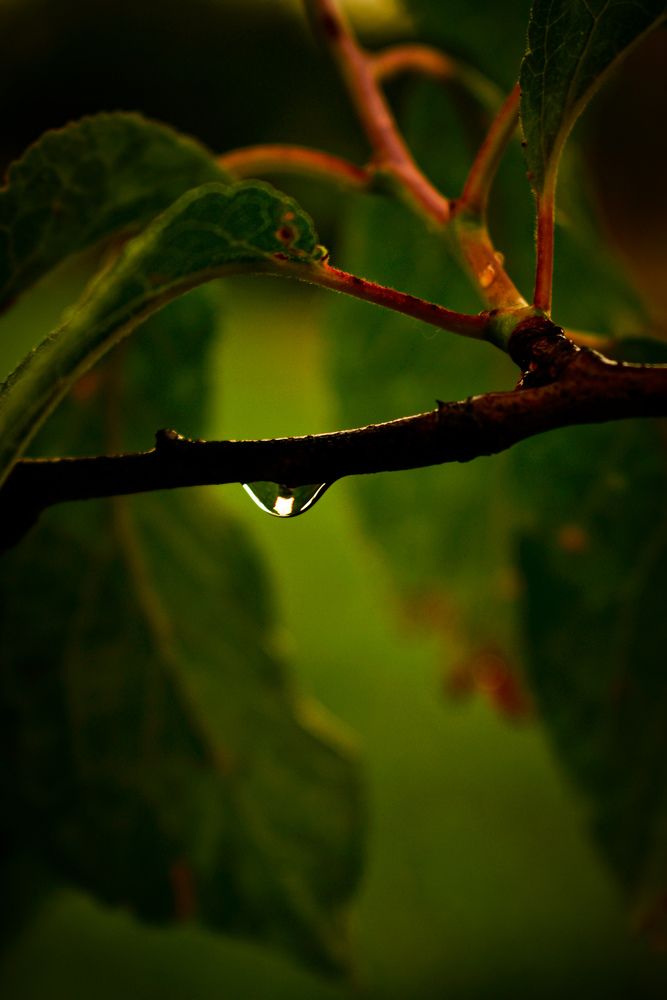 Photograph by Зульфия Точиева