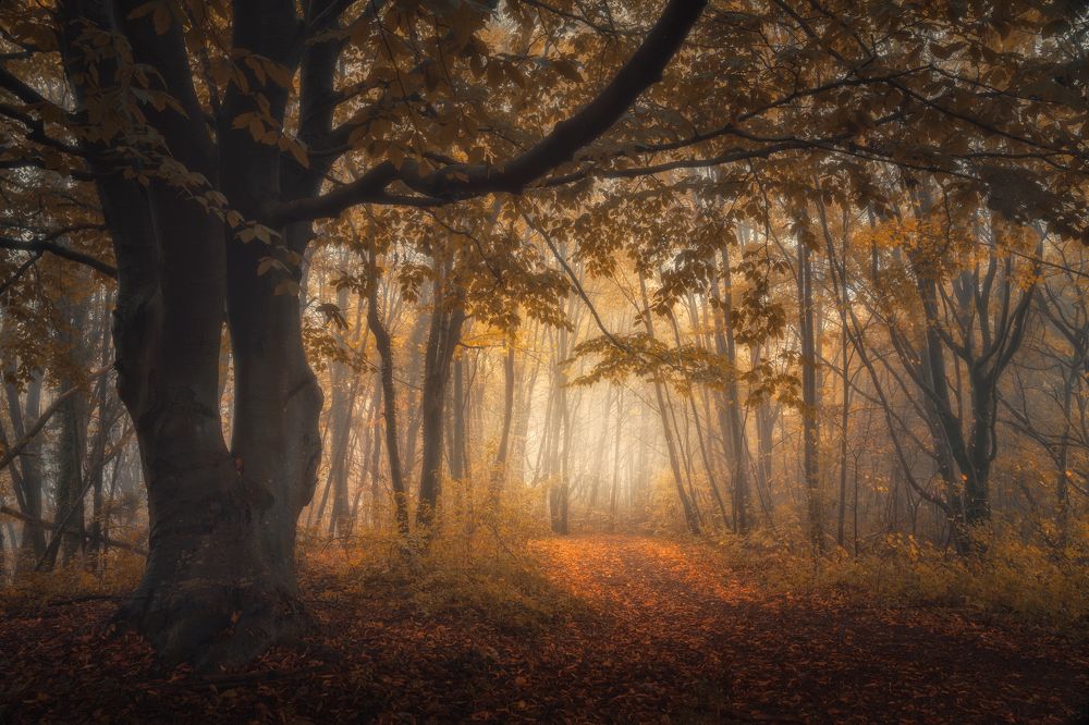 Photograph by Thomas de Franzoni