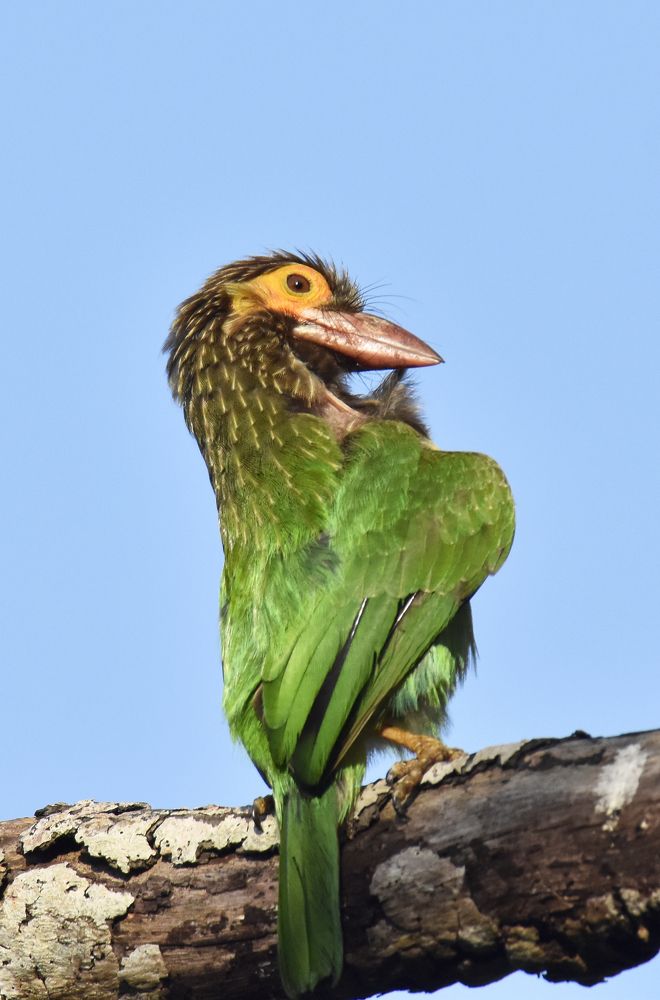 Photograph by Yohan Tharuka