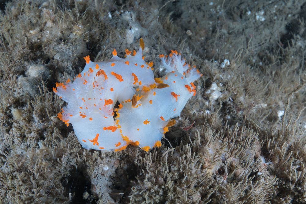 Photograph by Shuo-Wei Chang