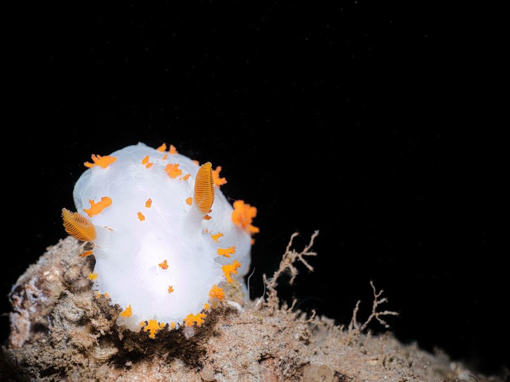 Photograph by Shuo-Wei Chang