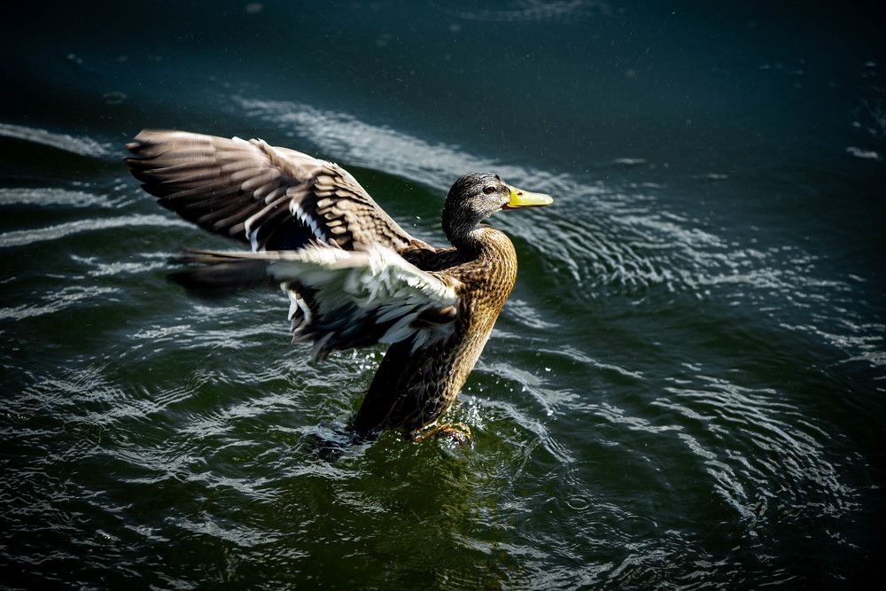 Фотография автора Анна Абрамова