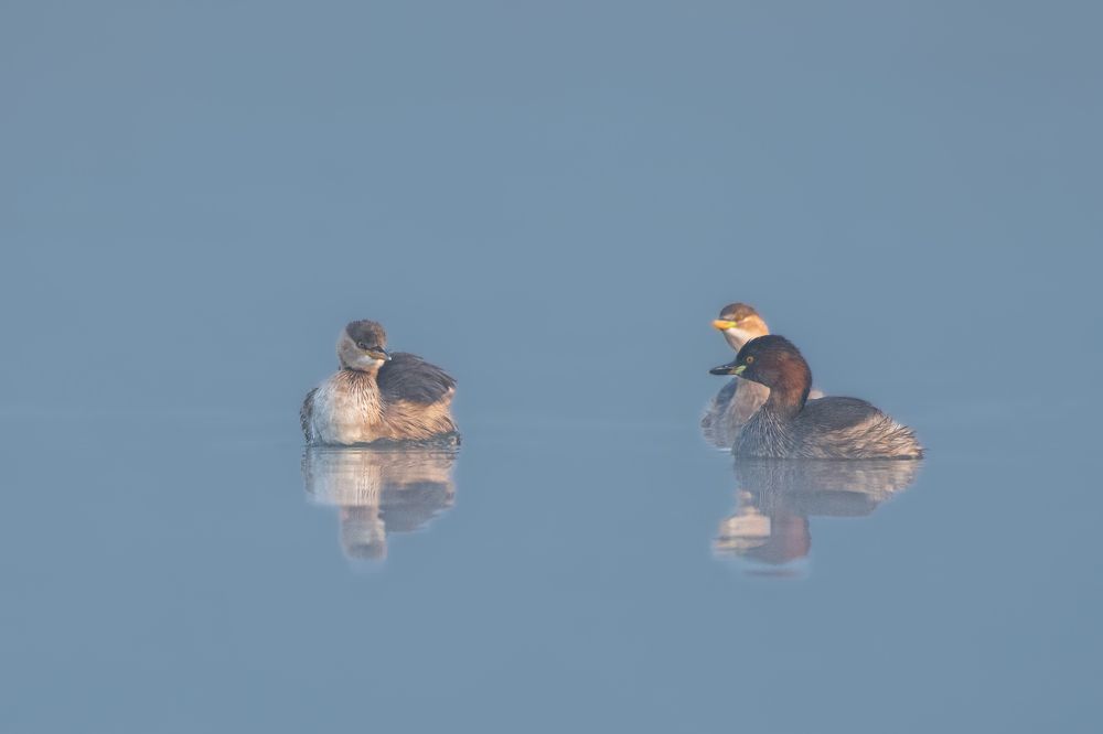 Photograph by Suman Paul