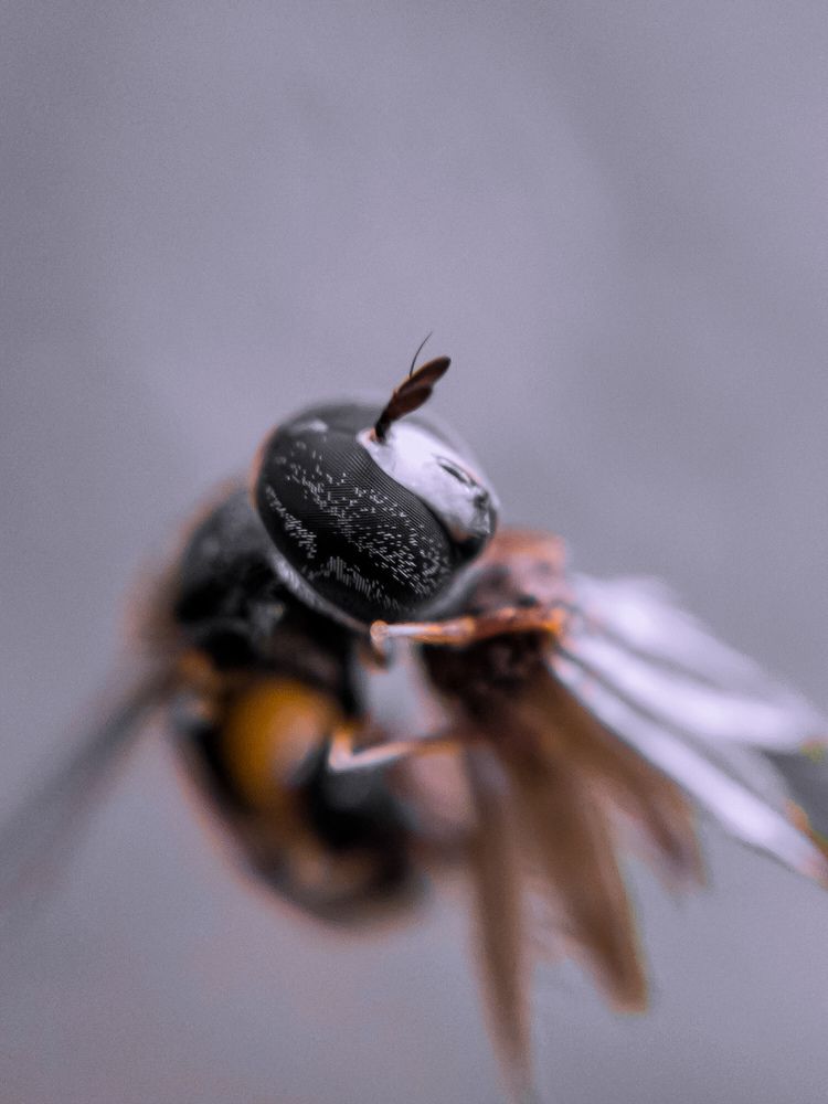Macro