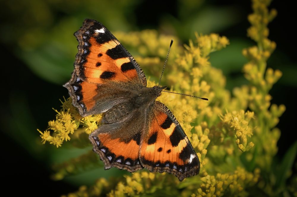 Photograph by Viktor Makarov