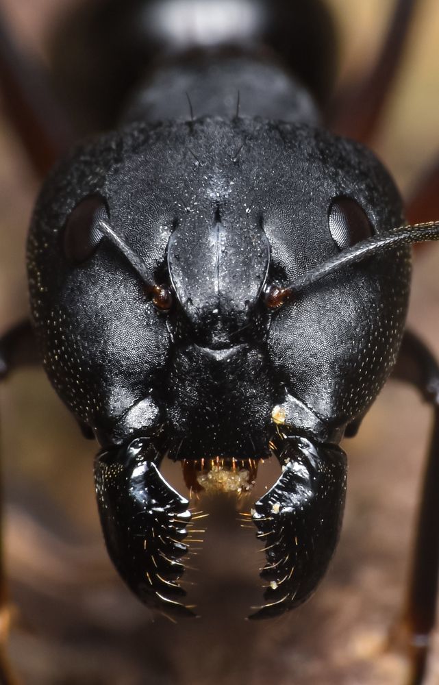 Photograph by Biswanath Chaki