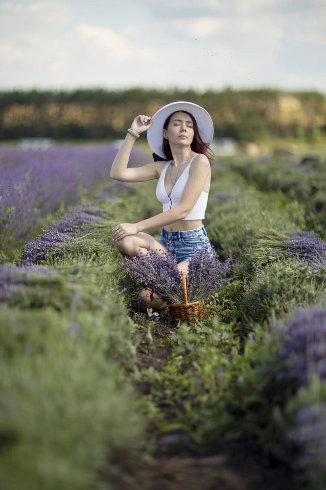 Сбор лаванды