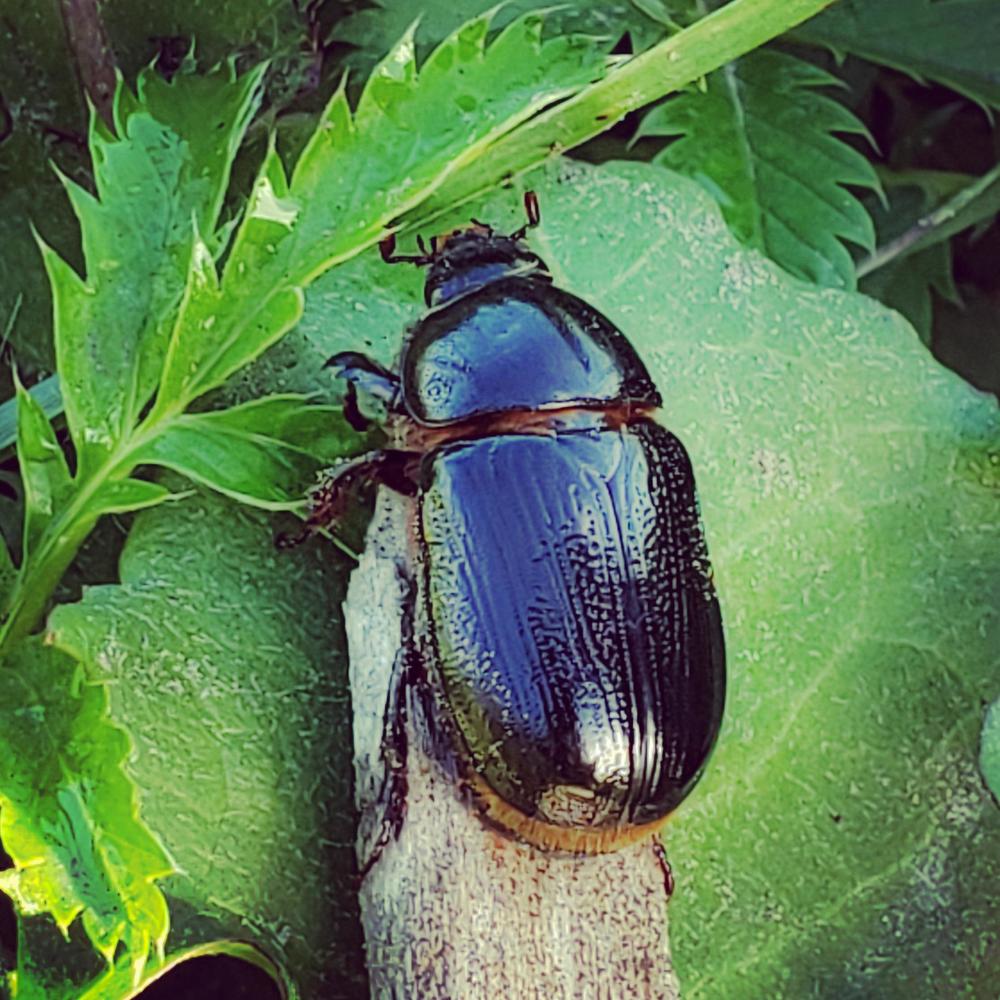 Фотография автора Al