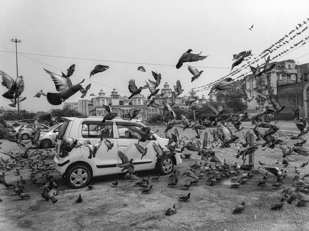 Life of birds