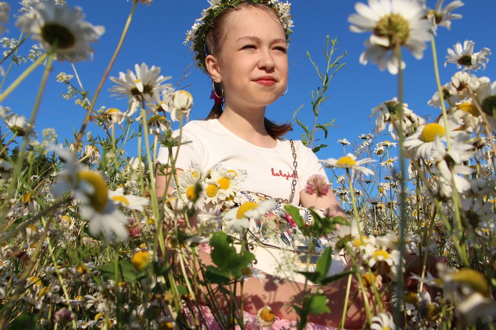 Пойдём в поле собирать ромашки?