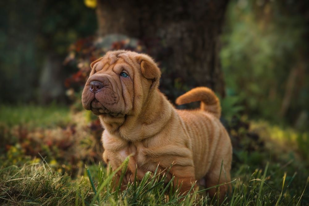 Неожиданный гость