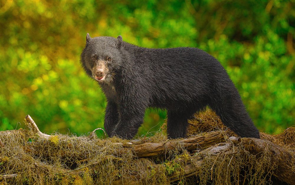 Фотография автора Kevin Andrews