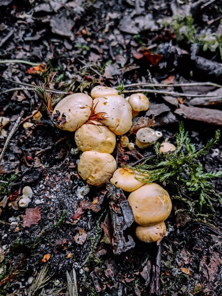 Рыжее семейство