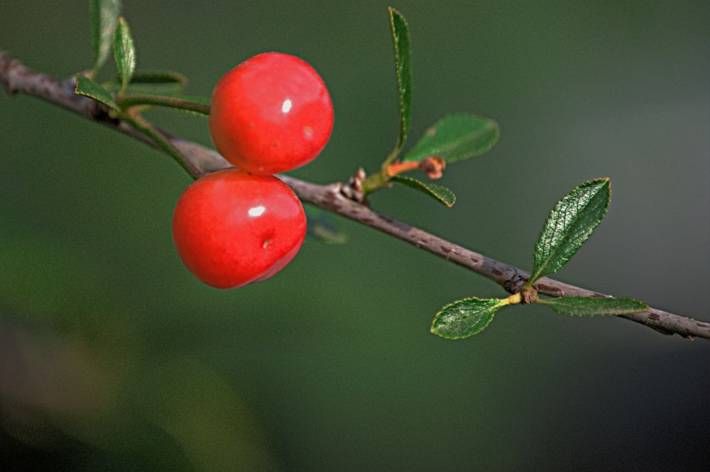 Photograph by Дмитрий Грысюк