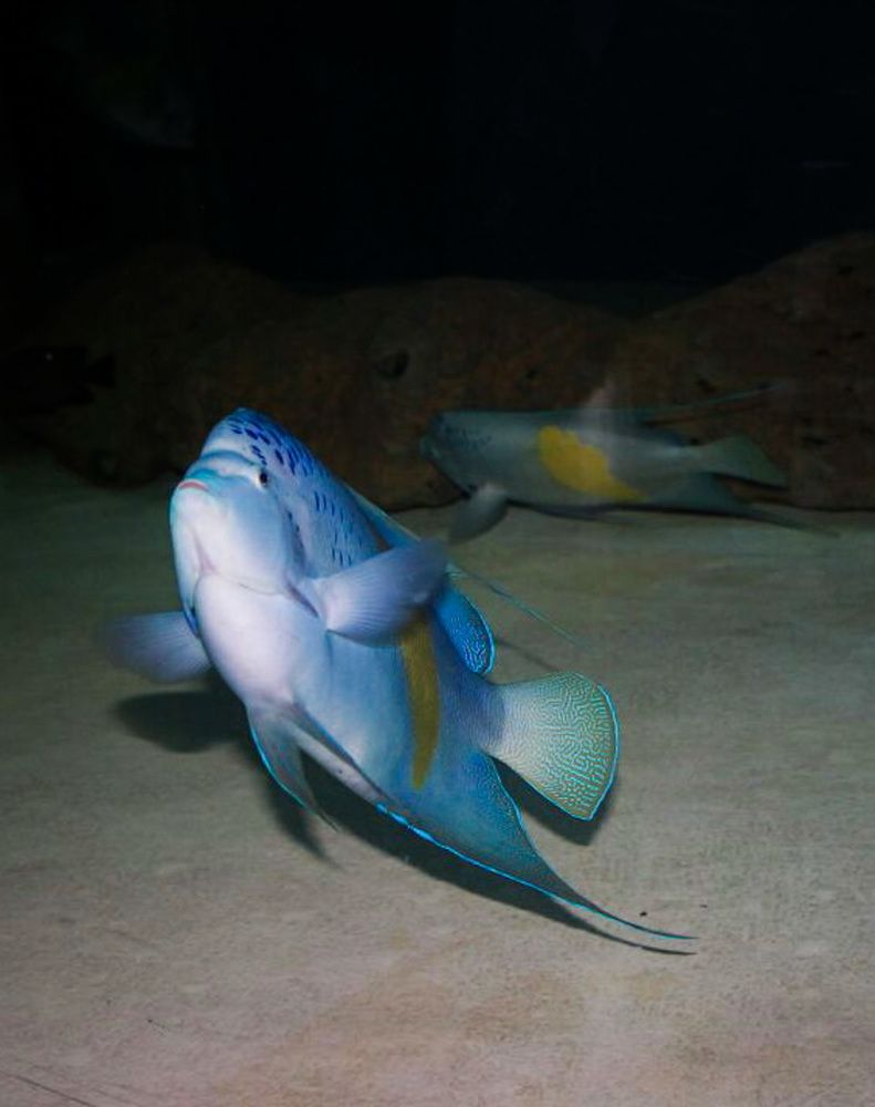 Fish at the bottom of the sea