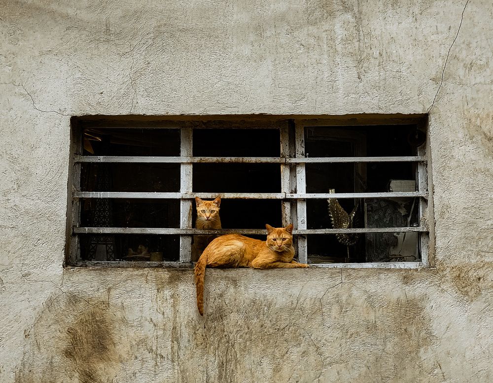 Фотография автора Mohammad Mohseni