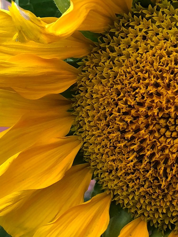 Photograph by Halina Mitsevich