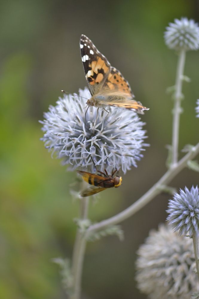 Photograph by Aleksey