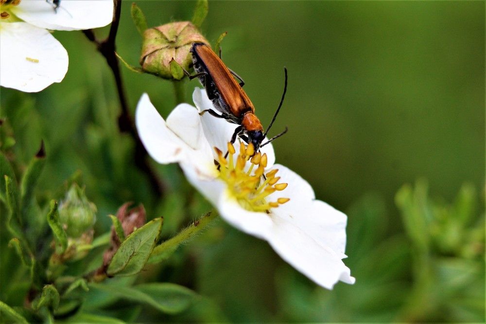Photograph by Елена Фопа
