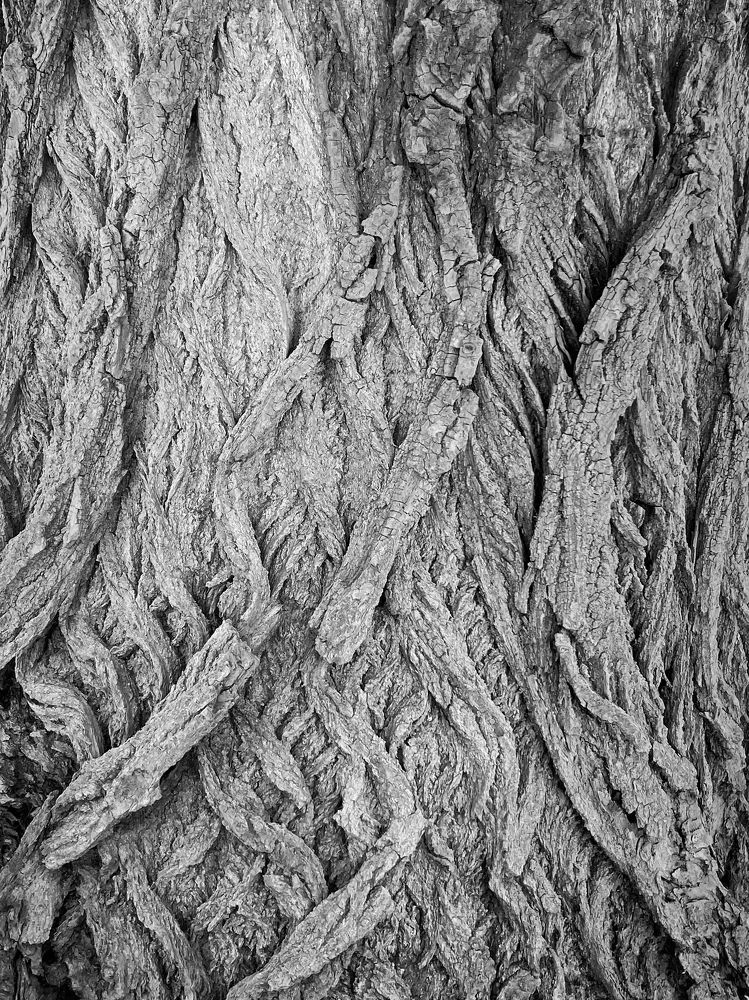 Кора дерева