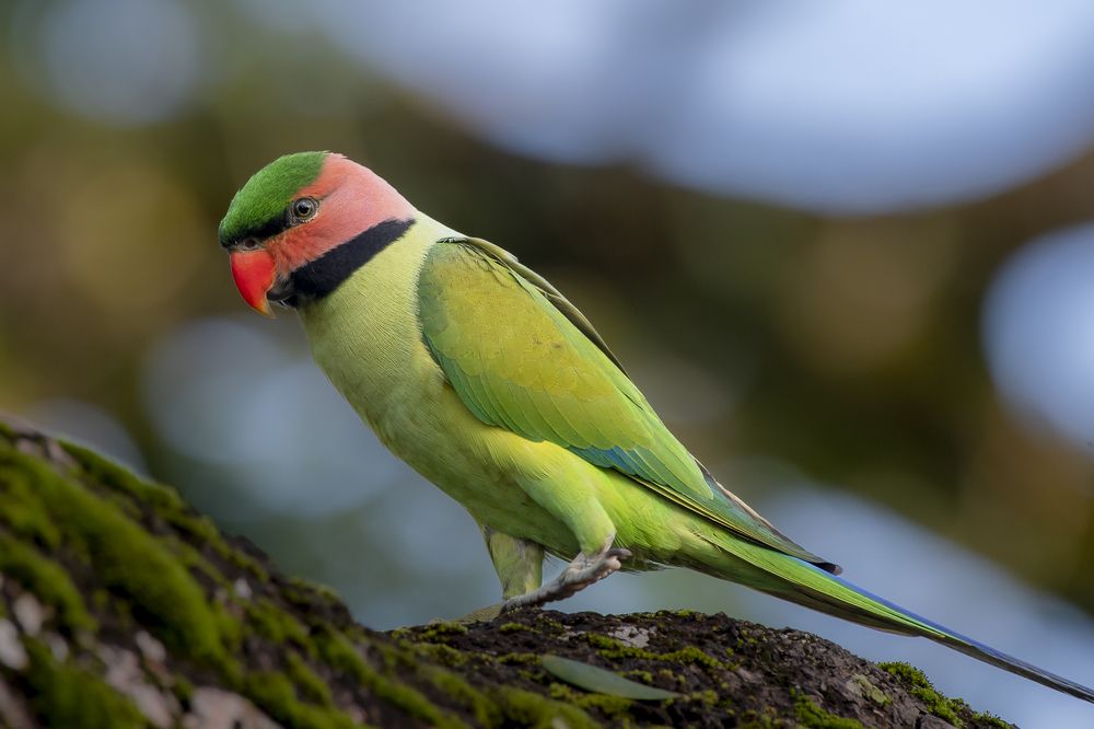 Photograph by Charith Fernando