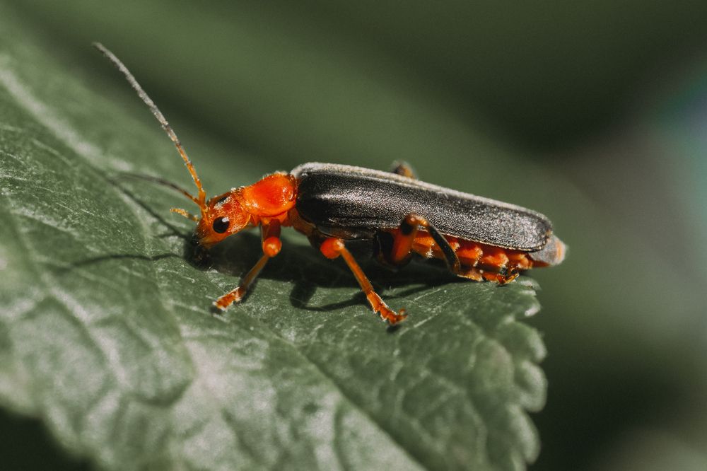 Photograph by Oleg Butorin