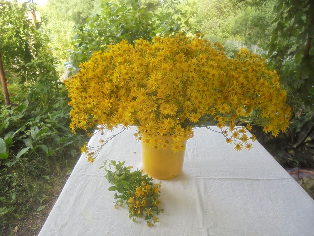 Натюрморт с жёлтыми цветами.