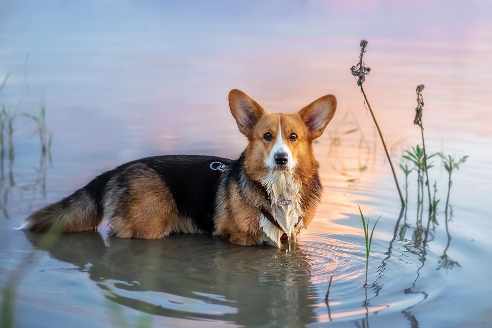 Шанель в закате