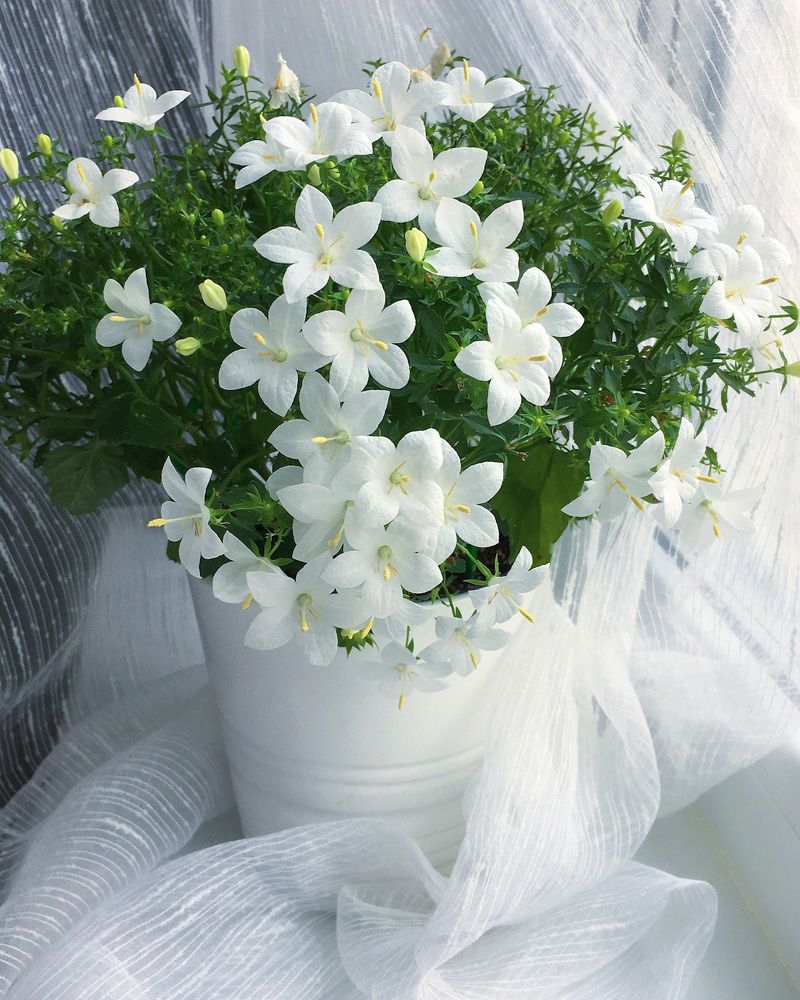 Photograph by Елена